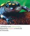 Pieles y más pieles - Leo Leo Libros