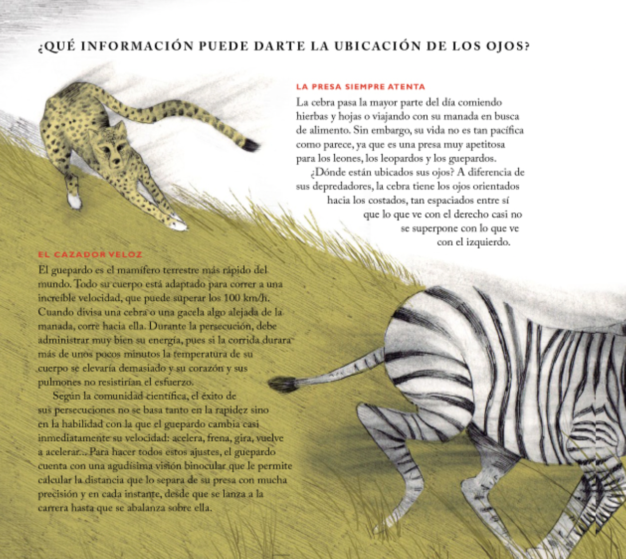 ¡Qué ojos tan curiosos tienes!