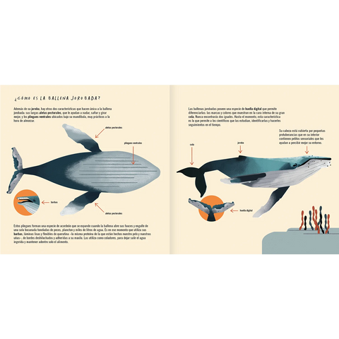 La ballena jorobada - Leo Leo Libros